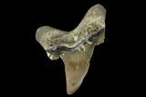 Serrated Fossil Auriculatus Tooth - Tuzbair, Kazakhstan #173793-1